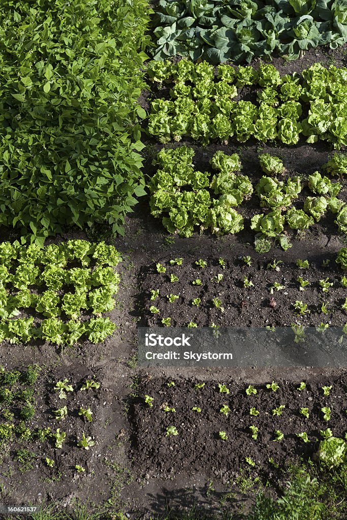 Vegetable garden Various vegetables in the garden Vegetable Garden Stock Photo