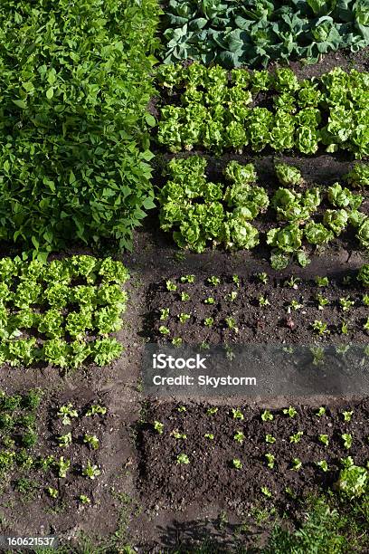 Vegetable Garden Stock Photo - Download Image Now - Vegetable Garden, Yard - Grounds, Vegetable