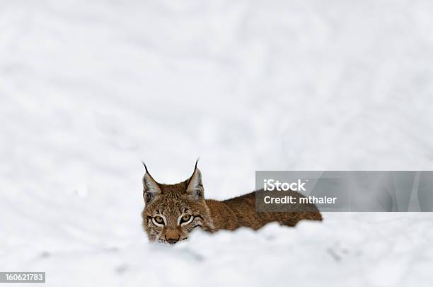 Young Lynx Socultan En La Nieve Foto de stock y más banco de imágenes de Aire libre - Aire libre, Animal, Animal joven