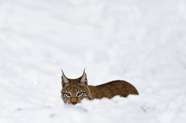istock Young Lynx hides in the Snow 160621783