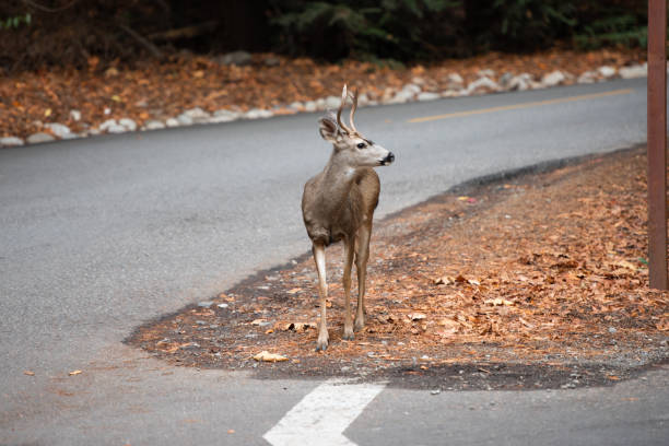 A mule deer stands on the side of a street in a rural area of Monterey Bay, California.