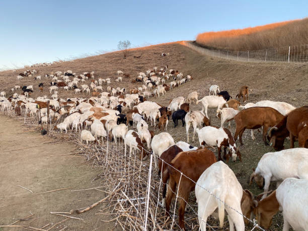 istock A Field of Goats on a Hillside 1606221263