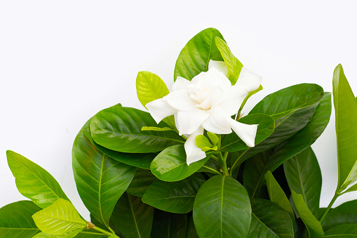 Cape jasmine or garden gardenia flower
