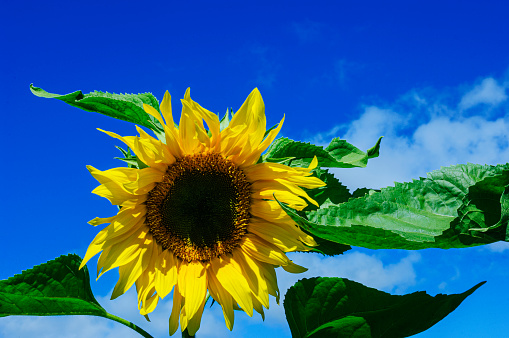 Close-up giant sunflower growing on an organic farm.