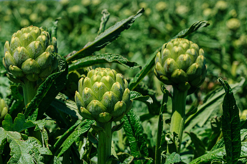 Close-up of ripe artichokes (Cynara cardunculus) globes growing on the end of the artichoke plant stalks.\n\nTaken in Castroville, California, USA