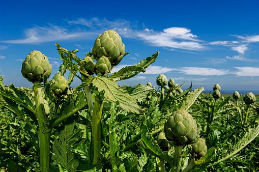 Close-up of ripe artichokes (Cynara cardunculus) globes growing on the end of the artichoke plant stalks.

Taken in Castroville, California, USA