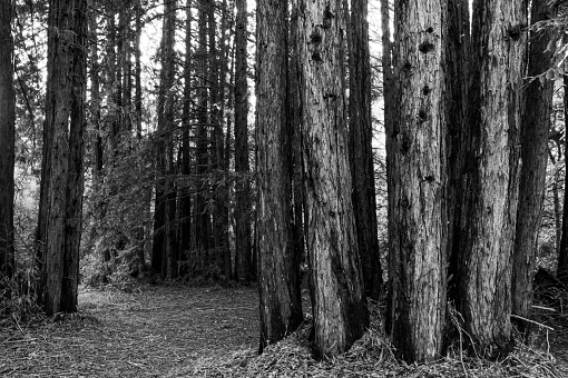 Monochrome image of trail through redwood tree forest in the Santa Cruz mountains.\n\nTaken in Felton, California, USA