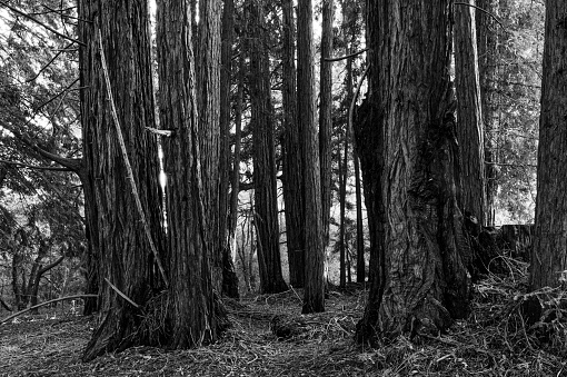 Monochrome image of trail through redwood tree forest in the Santa Cruz mountains.\n\nTaken in Felton, California, USA