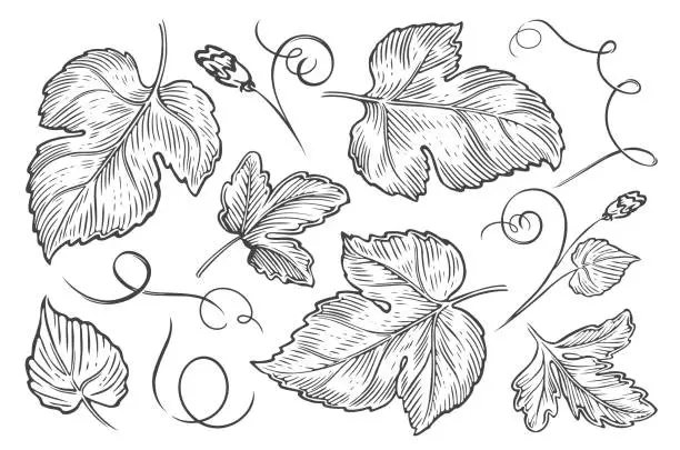 Vector illustration of Plant leaves, flowers and tendrils set. Nature concept. Sketch vintage vector illustration