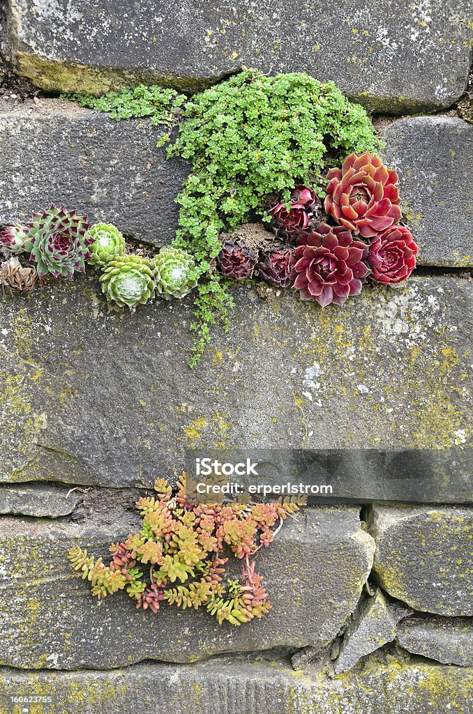 Garden wall Plants growing out of old garden wall Botany Stock Photo