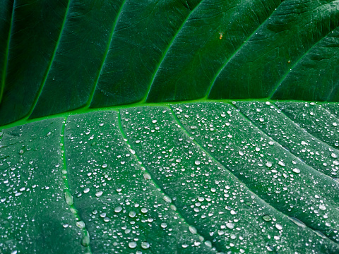 Green taro leaf background affected by dewdrops