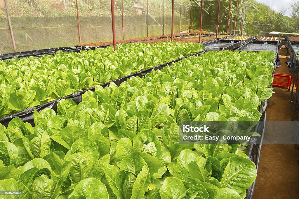 Hydroponischen Garten gezüchtet wurden, - Lizenzfrei Agrarbetrieb Stock-Foto