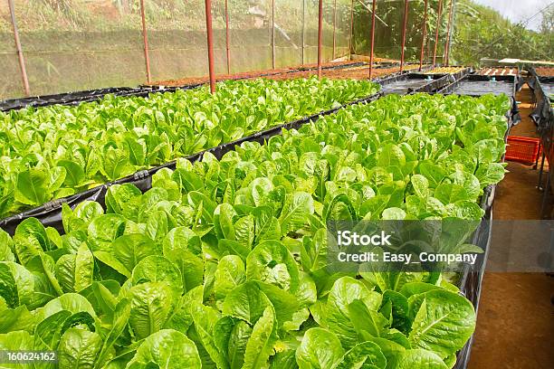 Hydroponischen Garten Gezüchtet Wurden Stockfoto und mehr Bilder von Agrarbetrieb - Agrarbetrieb, Ballaststoff, Blatt - Pflanzenbestandteile