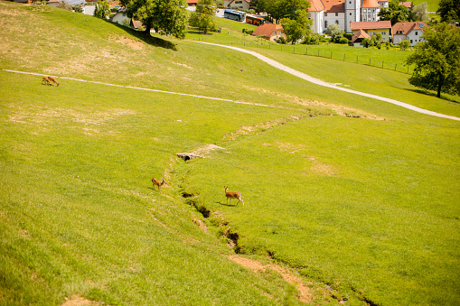 Reindeers on a foothills of Jelenov Greben in Slovenia