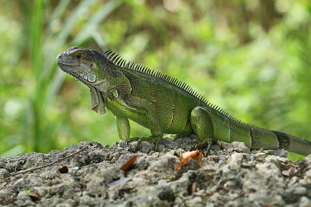 istock Iguana in their natural habitat 160624316
