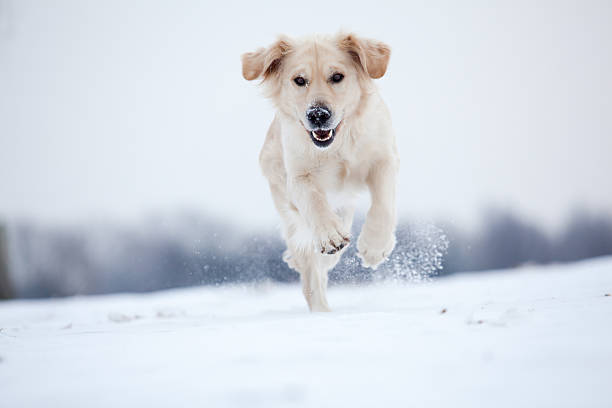 golden retriever course dans la neige - joy golden retriever retriever dog photos et images de collection