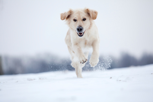Golden Retriever dog jumping around in the snow