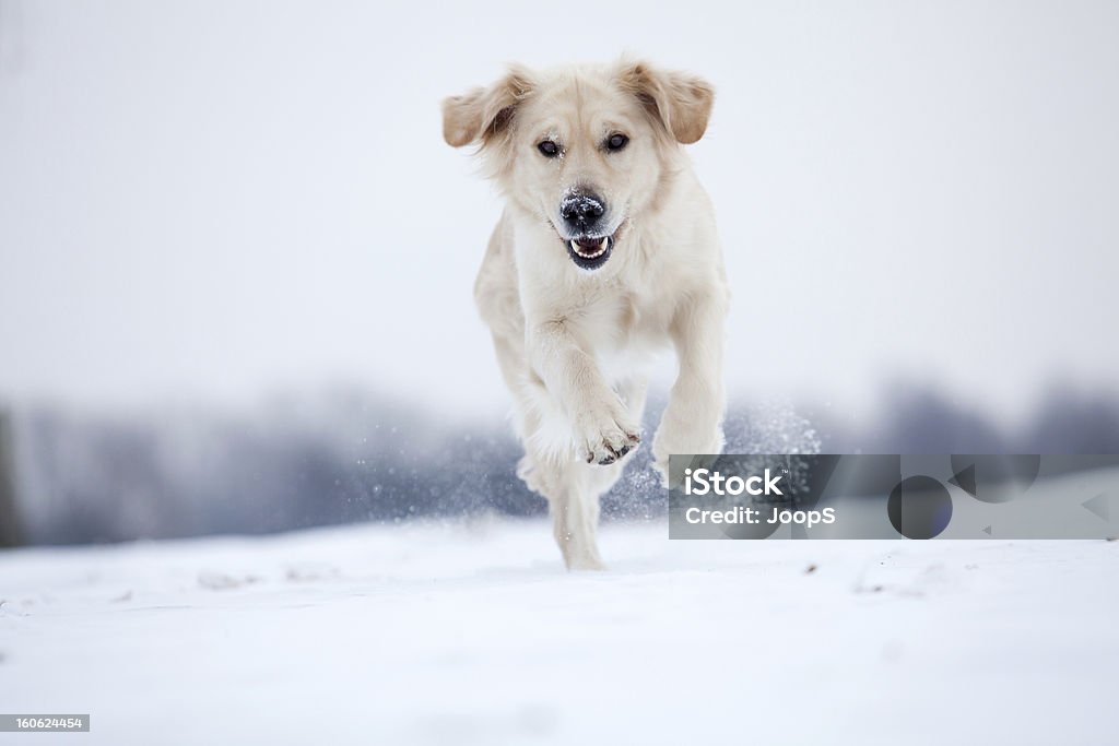 Golden Retriever running in snow Golden Retriever dog jumping around in the snow Dog Stock Photo