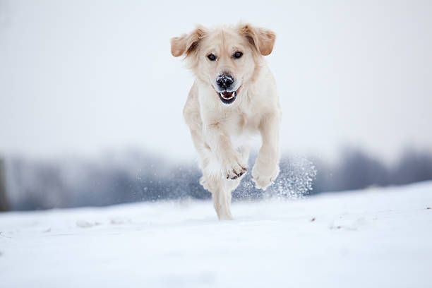 Golden Retriever running in snow Golden Retriever dog jumping around in the snow arnhem photos stock pictures, royalty-free photos & images