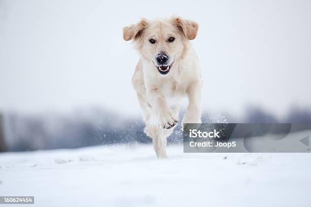 Golden Retriever Running In Snow Stock Photo - Download Image Now - Dog, Winter, Snow