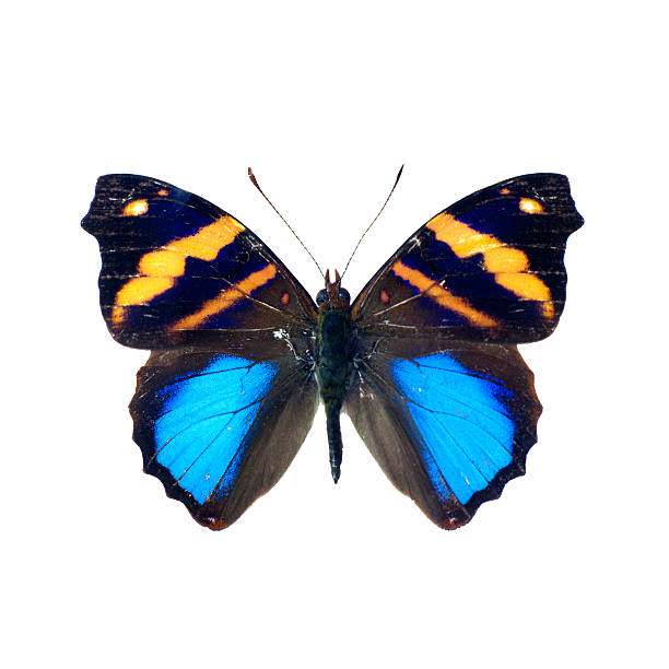istock Butterfly on a white background in high definition 160624465