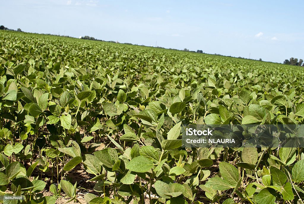 Cultivo de soja. - Foto de stock de Agricultura libre de derechos