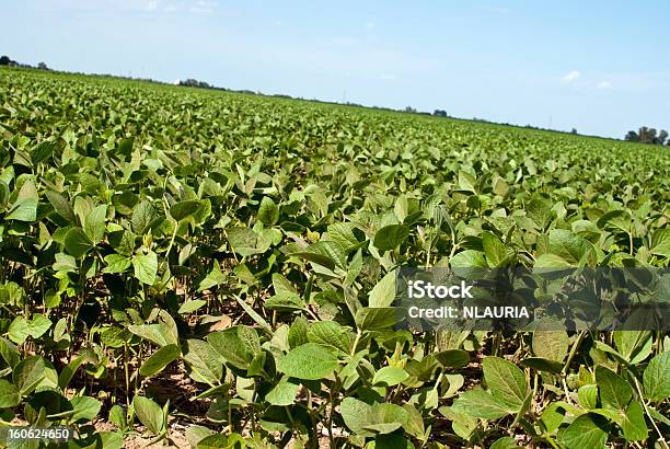 Cultivo De Soja Foto de stock y más banco de imágenes de Agricultura - Agricultura, Aire libre, Ajardinado