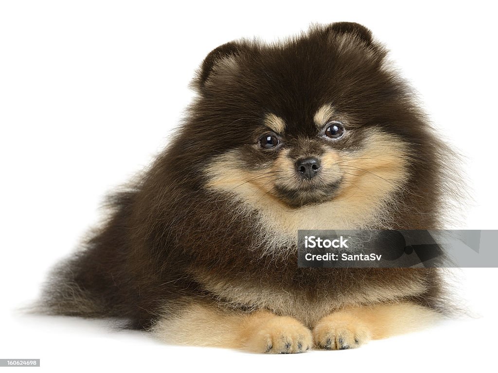 Pomeranio perro - Foto de stock de Animal libre de derechos