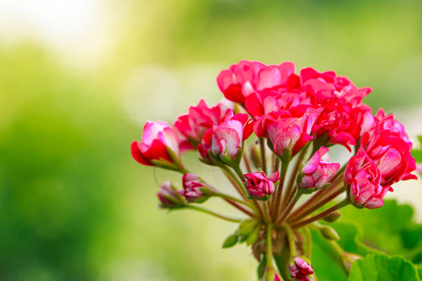 Pink flower Pelargonium zonale. Growing ornamental houseplants. Summer natural background, copy space.