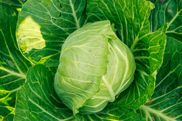 istock Harvest white cabbage in garden. 1606258411