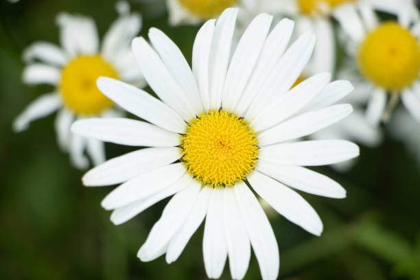 istock Summer chamomile flowers close-up. 1606258413