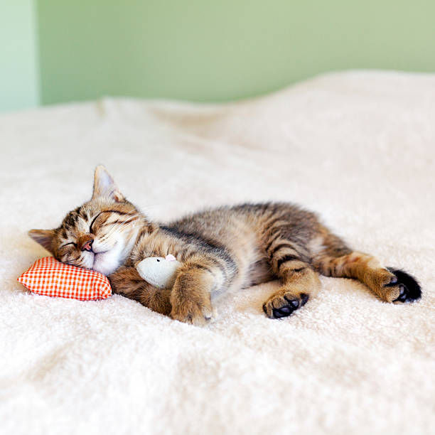 Small Kitty With Red Pillow and Mouse Small Kitty With Red Pillow and Mouse rodent bedding stock pictures, royalty-free photos & images