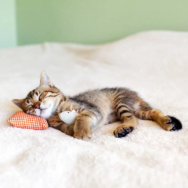 Photo of Small Kitty With Red Pillow and Mouse