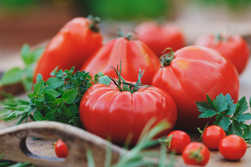 Fresh red ripe tomatoes on the vine on a dark rustic cutting board