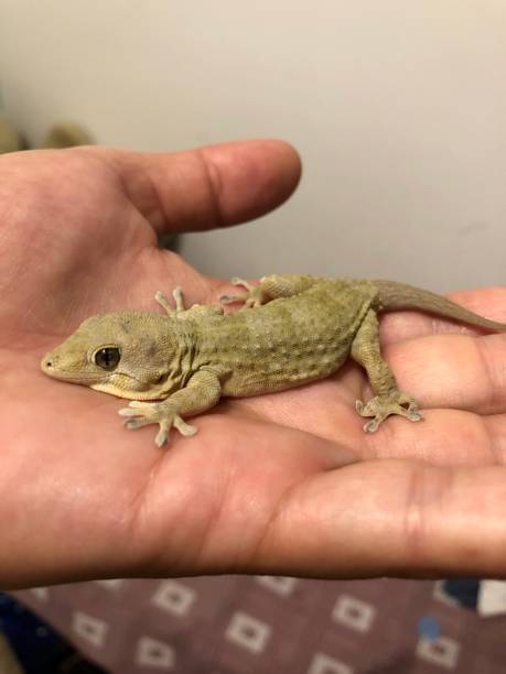 istock Little gecko making friendship 1606264641