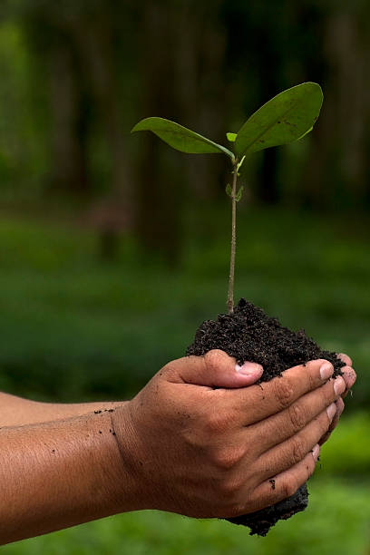 istock Hand holding and planting new tree with green Forest background 160629184