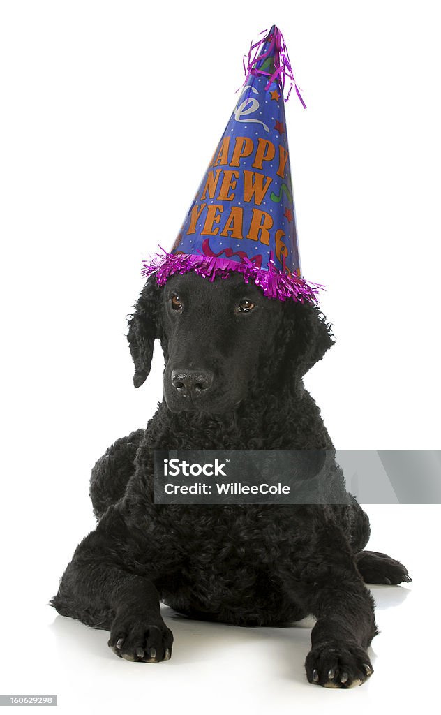 Perro feliz Año Nuevo - Foto de stock de Perro libre de derechos