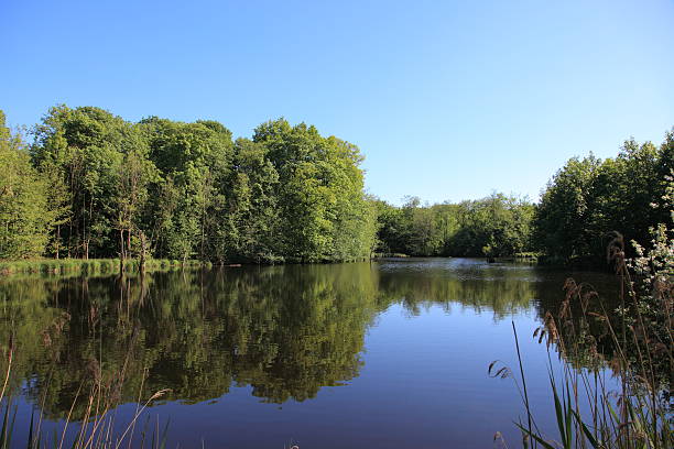istock Forest lake with mirror effect - beauty in nature Denmark 160629468
