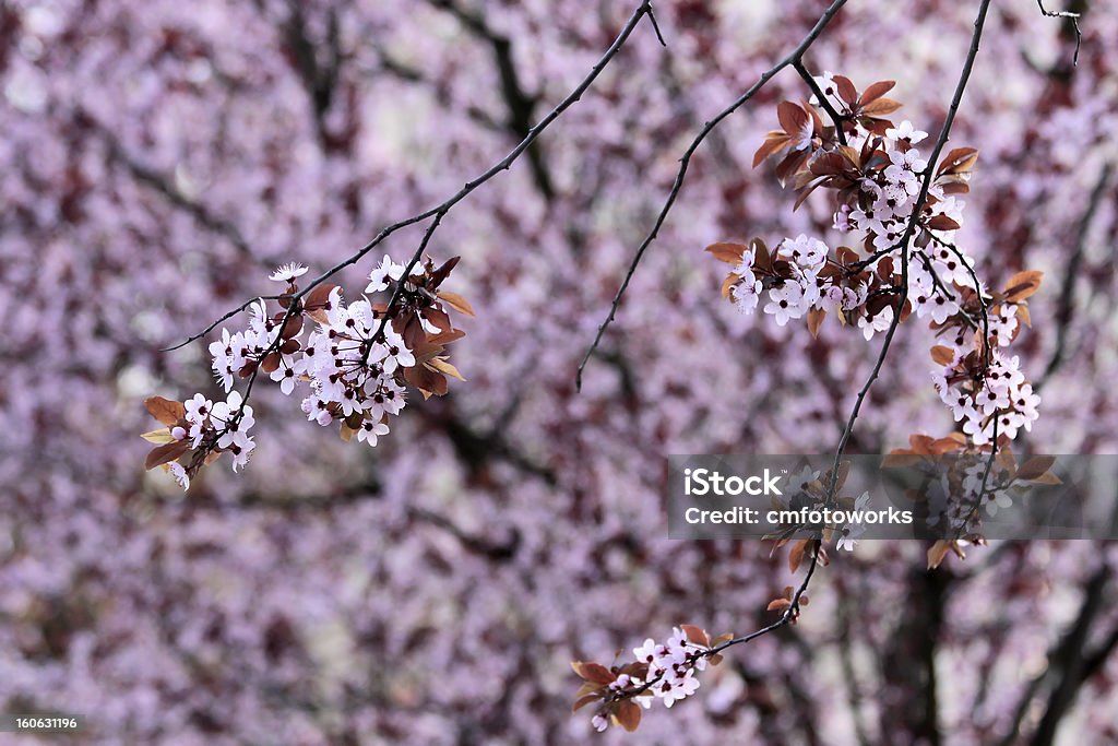 Fleurs de cerisier japonais luxuriant - Photo de Arbre libre de droits