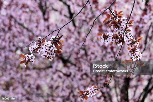 Photo libre de droit de Fleurs De Cerisier Japonais Luxuriant banque d'images et plus d'images libres de droit de Arbre - Arbre, Arbre en fleurs, Capitule