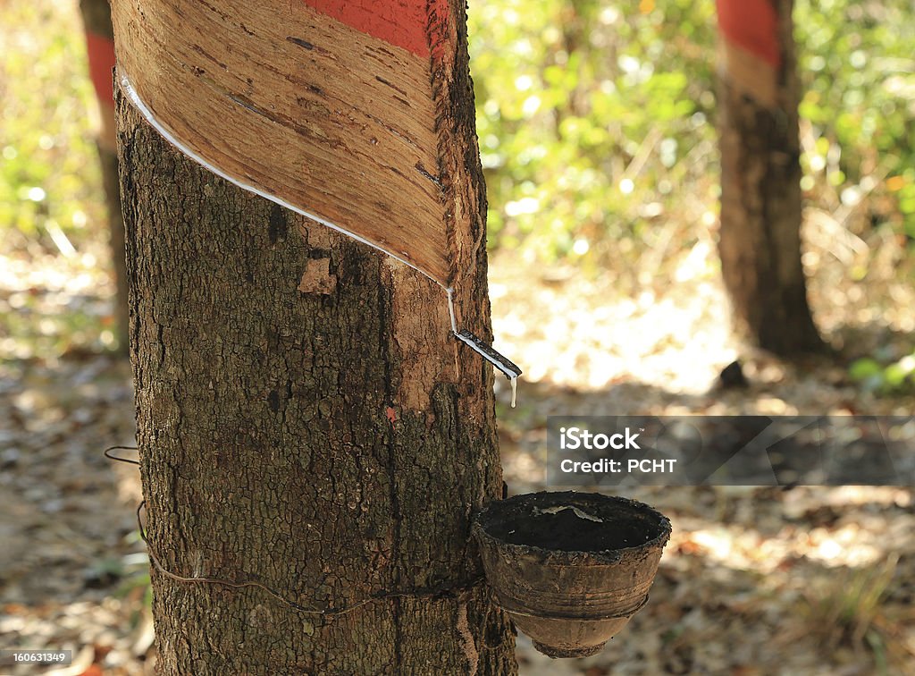 Arbres en caoutchouc - Photo de Agriculture libre de droits