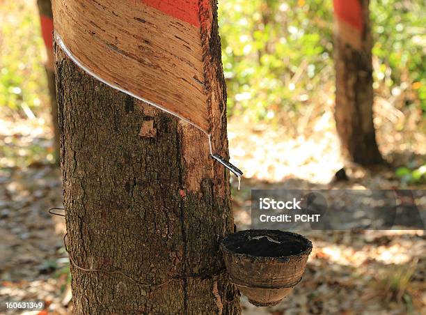 Photo libre de droit de Arbres En Caoutchouc banque d'images et plus d'images libres de droit de Agriculture - Agriculture, Arbre, Asie