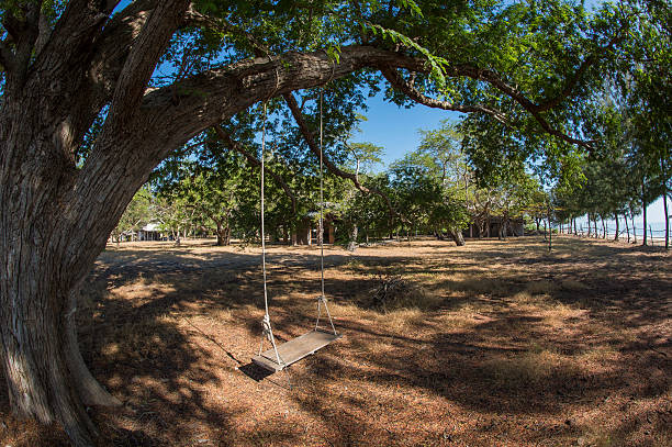 istock old swing hanging on big tamarind tree 160631645