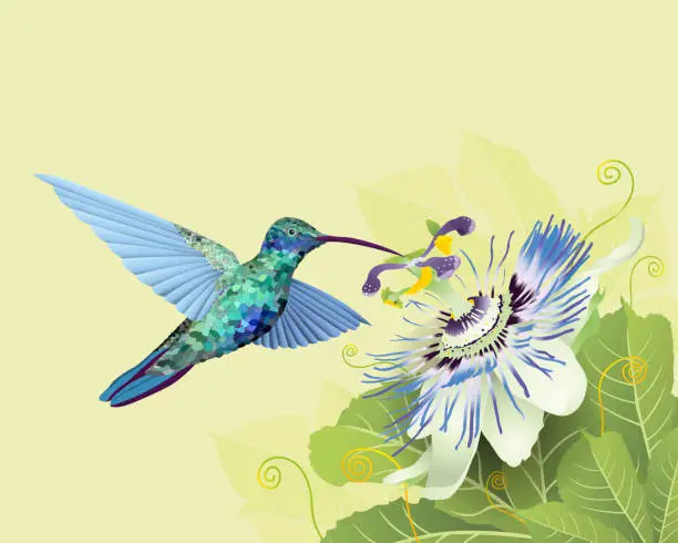 Vector illustration of hummingbird feeding on passion flower on green leaves against pastel green background. Vector image