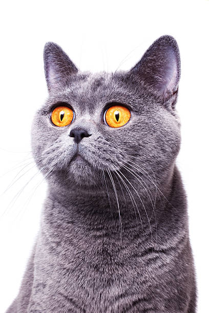 istock gray shorthair British cat 160633425