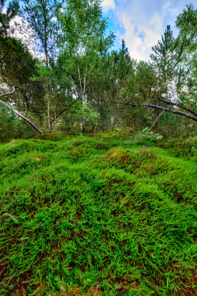 Forest wilderness stock photo