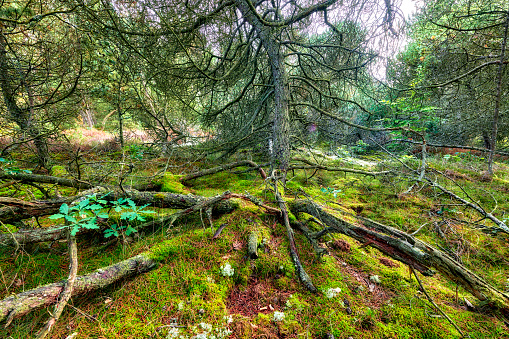Uncultivated forest wilderness in Denmark - Odde Natural Park