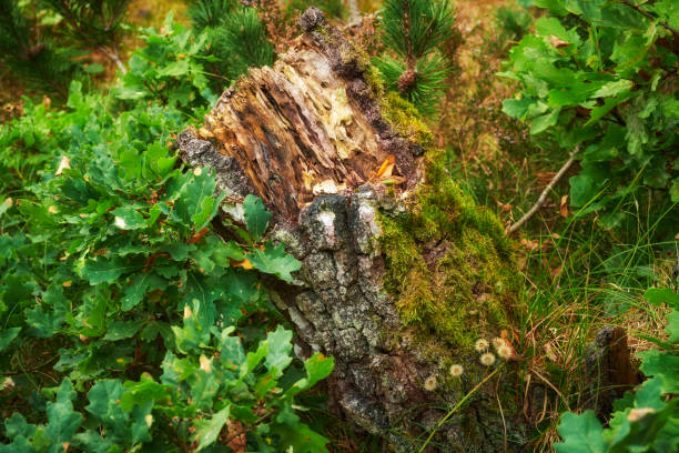 istock A photo of forest beauty in springtime 1606341544