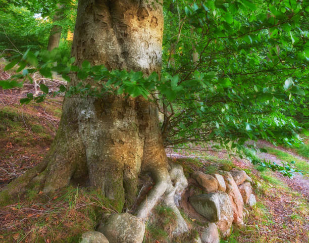 istock A photo of forest beauty in springtime 1606342069