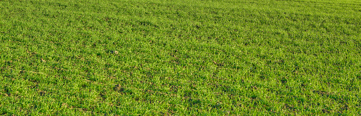 Background image of lush grass field under blue sky